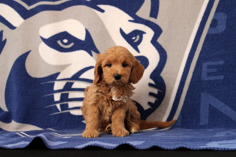 puppy, for, sale, Mini Goldendoodle F1B, Matthew B. Stoltzfus, dog, breeder, Gap, PA, dog-breeder, puppy-for-sale, forsale, nearby, find, puppyfind, locator, puppylocator, aca